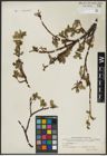 Foto von Salix arctophila Cockerell ex A. Heller